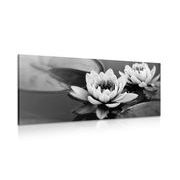 Picture of a lotus flower in a lake in black & white