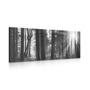Picture forest sunlit in black & white