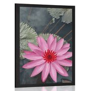 POSTER – FIORE DI LOTO AFFASCINANTE - FIORI - POSTER