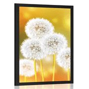 POSTER FLAUSCHIGE PUSTEBLUME - BLUMEN - POSTER