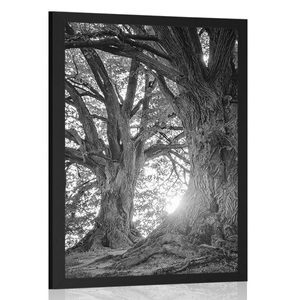 Poster Majestätische Bäume in Schwarz-Weiß