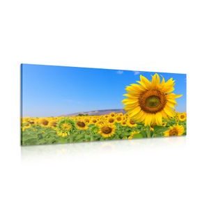 WANDBILD FELD MIT SONNENBLUMEN - BILDER BLUMEN - BILDER