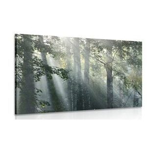 WANDBILD SONNENSTRAHLEN IM NEBLIGEN WALD - BILDER VON NATUR UND LANDSCHAFT - BILDER