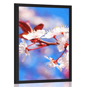 POSTER CHERRY BLOSSOM - FLOWERS - POSTERS