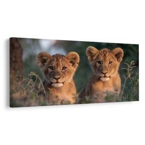 QUADRO SU TELA – COPPIA DI GIOVANI LEONI - QUADRI DI LEONE E TIGRE - STAMPE E QUADRI