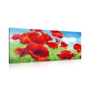 CANVAS PRINT POPPY FLOWERS IN A MEADOW - PICTURES - 🔥 TOTAL SALE 🔥