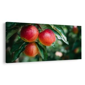 OBRAZ KAPKY ROSY NA JABLKÁCH - PICTURES OF FOOD AND DRINKS - PICTURES