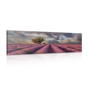 QUADRO PAESAGGIO DI CAMPI DI LAVANDA - QUADRI DI NATURA E PAESAGGIO - QUADRI