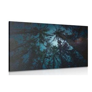 PICTURE NIGHT IN THE WOODS - PICTURES FOREST - PICTURES