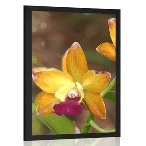 Poster Orange Orchidee