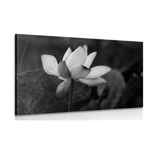 TABLEAU SUR TOILE – FLEUR DE LOTUS DÉLICATE EN NOIR ET BLANC - TABLEAUX EN NOIR ET BLANC - TABLEAUX
