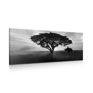 КАРТИНА НА ПЛАТНО – СЛОН ПРИ ИЗГРЕВ В ЧЕРНО-БЯЛ ВАРИАНТ - ЧЕРНО-БЕЛИ КАРТИНИ - КАРТИНИ