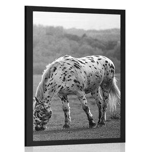 Plakat konj na livadi u crno-bijelom dizajnu
