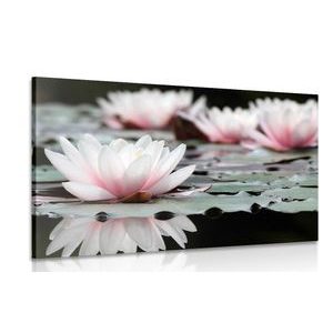 ΕΙΚΌΝΑ ΛΟΥΛΟΎΔΙ ΛΩΤΟΎ - ΠΊΝΑΚΕΣ ΑΠΌ ΛΟΥΛΟΎΔΙΑ - ΠΊΝΑΚΕΣ