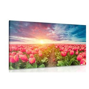 OBRAZ VÝCHOD SLUNCE NAD LOUKOU S TULIPÁNY - OBRAZY KVĚTŮ - OBRAZY