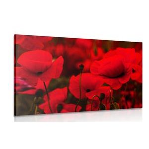 CANVAS PRINT FIELD OF WILD POPPIES - PICTURES FLOWERS - PICTURES