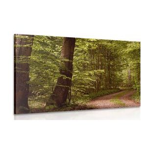 QUADRO FORESTA VERDE - QUADRI DI NATURA E PAESAGGIO - QUADRI