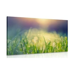 CANVAS PRINT MEADOW DEW - PICTURES OF NATURE AND LANDSCAPE - PICTURES