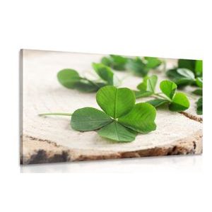 Canvas print of green four-leaf clovers