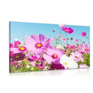 WANDBILD WIESE MIT FRÜHLINGSBLUMEN - BILDER BLUMEN - BILDER