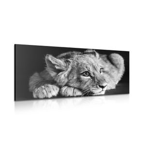 Wandbild Löwenjunge in Schwarz-Weiß