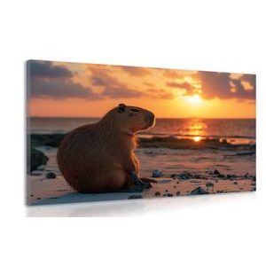 WANDBILD CAPYBARA BEIM SONNENUNTERGANG - DOVIDO CHALLENGE - BILDER