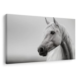 OBRAZ BIELY KÔŇ V HMLE - OBRAZY KONE - OBRAZY