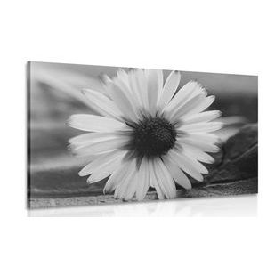 TABLEAU SUR TOILE – MARGUERITE MAGNIFIQUE EN NOIR ET BLANC - TABLEAUX EN NOIR ET BLANC - TABLEAUX
