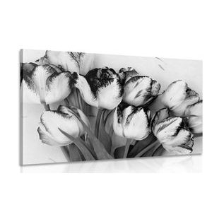 CANVAS PRINT SPRING TULIPS IN BLACK AND WHITE - BLACK AND WHITE PICTURES - PICTURES