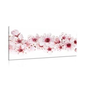 WANDBILD KIRSCHBLÜTEN - BILDER BLUMEN - BILDER