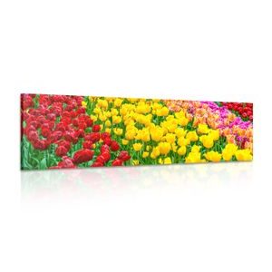 TABLOU GRĂDINĂ PLINĂ CU LALELE - TABLOU FLORI - TABLOURI
