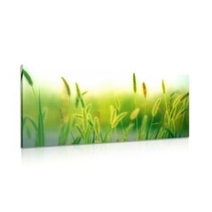 CANVAS PRINT GRASS BLADES IN GREEN DESIGN - PICTURES - 🔥 TOTAL SALE 🔥