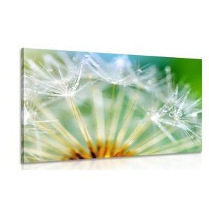 OBRAZ NÁDHERNÝ DETAIL PÚPAVY - OBRAZY KVETOV - OBRAZY