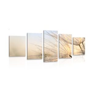 5-PIECE CANVAS PRINT DANDELION IN A FIELD AT SUNRISE - PICTURES FLOWERS - PICTURES