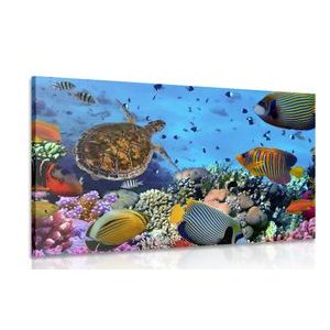 WANDBILD UNTERWASSERWELT - WANDBILDER MEERESTIERE - BILDER