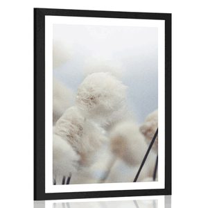 POSTER WITH MOUNT ARCTIC COTTON FLOWERS - FLOWERS - POSTERS