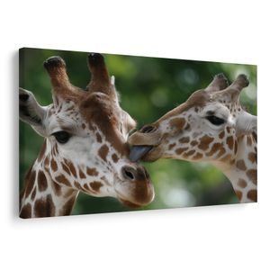 OBRAZ NĚŽNÝ DOTEK ŽIRAF - OBRAZY ZEBRY A ŽIRAFY - OBRAZY