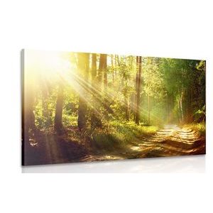 Obraz sluneční paprsky v lese