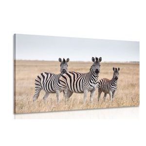 WANDBILD DREI ZEBRAS IN DER SAVANNE - BILDER TIERE - BILDER