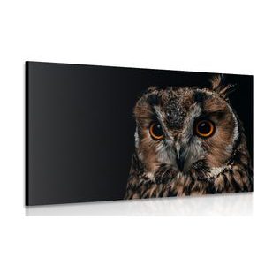CANVAS PRINT OWL - PICTURES OF ANIMALS - PICTURES