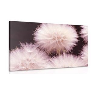 CANVAS PRINT DANDELION ON A DARK BACKGROUND - PICTURES FLOWERS - PICTURES