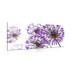 CANVAS PRINT BLOOMING PURPLE GARLIC FLOWERS - PICTURES - 🔥 TOTAL SALE 🔥