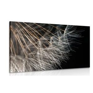CANVAS PRINT THE BEAUTY OF THE DANDELION - PICTURES FLOWERS - PICTURES