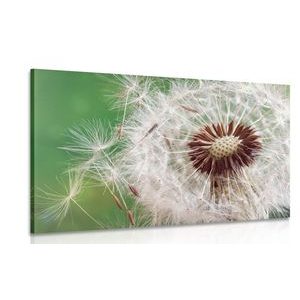 KÉP PITYPANG MAG - VIRÁGMINTÁS KÉPEK - KÉPEK