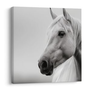 OBRAZ MAJESTÁTNY BIELY KÔŇ - OBRAZY KONE - OBRAZY