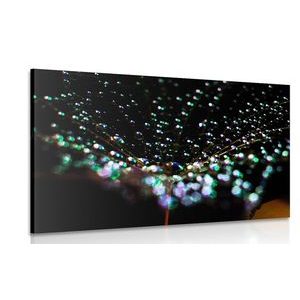 CANVAS PRINT WATER DROPS ON A DANDELION - PICTURES FLOWERS - PICTURES