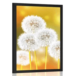 POSTER – DENTE DI LEONE SOFFICE - FIORI - POSTER