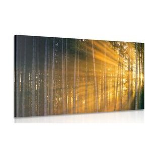 CANVAS PRINT SUN BEHIND THE TREES - PICTURES OF NATURE AND LANDSCAPE - PICTURES