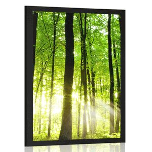 AFFICHE – FORÊT VERTE FRAÎCHE - NATURE - AFFICHES