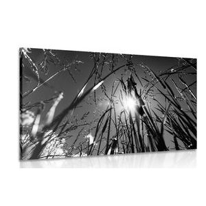 TABLEAU SUR TOILE – HERBE DES CHAMPS EN NOIR ET BLANC - TABLEAUX EN NOIR ET BLANC - TABLEAUX